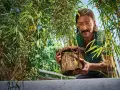 Man håller en **bambu i kruka** med välutvecklade rötter, omgiven av frodig grönska.