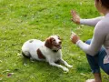 Kobieta klęczy na trawie, ćwicząc z psem. Pies leży, patrząc na nią z zaciekawieniem. To przykład udanej tresury psa.