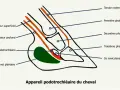 Schéma de l'appareil podotrochléaire du cheval, montrant tendons, phalanges, bourse et coussinet.
