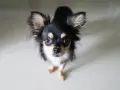 Uroczy chihuahua z dużymi uszami, czarno-złote umaszczenie. Zastanawiasz się nad chihuahua cena?