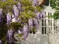 Cascada de glicina morada adorna una casa blanca. La glicina planta propiedades medicinales y decorativas.