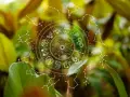 Koło zodiaku i konstelacje na tle zieleni. Symbolika 11. domu astrologii w naturze.
