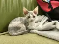 Mały kotek rasy Devon Rex o szaro-białym umaszczeniu siedzi na zielonej kanapie obok koca.