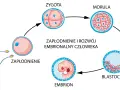 Schemat zapłodnienia i rozwoju zarodka: zapłodnienie, zygota, morula, blastocysta, embrion. Zagnieżdżenie zarodka następuje po kilku dniach.