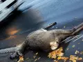 Ein Reh liegt tot auf der Straße nach einem Wildwechsel. Ein Auto fährt vorbei, Scheinwerfer beleuchten die Szene.