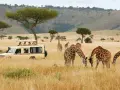 Safari w Kenii: żyrafy pasące się obok samochodu z turystami to jedne z głównych atrakcji Nairobi.