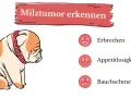 Smutny buldog z obrożą, obok ikony symbolizujące wymioty, brak apetytu i ból brzucha – objawy nowotworu śledziony.
