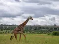 Długa szyja żyrafy na tle miasta i wiaduktu w parku narodowym Nairobi.