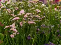 En blomsteräng med lila perenner och små gula detaljer. Vissa blommor är ljust rosa, andra mörkt lila.