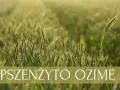 Jaki nawóz pod pszenicę ozimą jesienią, aby uniknąć strat w plonach?