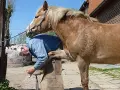 Un maréchal-ferrant travaille sur le sabot d'un cheval, préparant différents types de fer à cheval pour le confort de l'animal.
