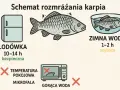 Jak długo mrozić ryby? Ekspert radzi, by zachować smak i zdrowie