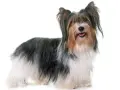 Uroczy Biewer Yorkshire Terrier z długą, trójkolorową sierścią. Poznaj jego wady i zalety.