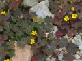 Zarter sauerklee im rasen, mit kleinen gelben Blüten und dunkelroten Blättern, wächst zwischen Kieselsteinen und Felsen.