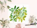 Une peinture à l'eucalyptus aquarelle, avec des touches de vert vif et des feuilles délicates, inspirée par la nature.
