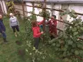 Frauen pflegen eine Kiwi-Pflanze im Garten. Sie schneiden Äste und Blätter, um das Wachstum zu fördern.
