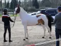 Un magnifique cheval pie est présenté par une cavalière, tandis qu'un homme note des observations. Un check in etalon est en cours.