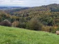 Koza na zielonej łące, w tle jesienne lasy i miasteczko na zboczu. Góra przypomina kształtem żabią.