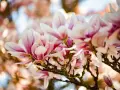 En gren med vackra, rosa och vita magnoliablommor som blommar ut. En perfekt klippa magnolia för våren.