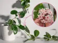 Co to jest hoja? To pnącze z białej doniczki, którego pędy ozdobione są błyszczącymi liśćmi. W okręgu widać jej urocze, różowe kwiaty.
