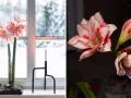 Två vackra snitt amaryllis, en i fönstret med snö utanför, den andra i mörker med röda kanter.