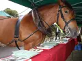 Un majestueux cheval de trait, harnaché, se tient près d'une table couverte de brochures.