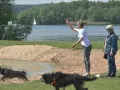 Hunde planschen am Brombachsee Hundestrand. Eine Frau wirft etwas ins Wasser, während zwei Hunde voller Freude ins kühle Nass springen.