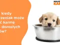 Czy szczeniak może jeść karmę dla dorosłych psów? Sprawdź ryzyko zdrowotne