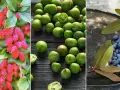 Röda vinbär, gröna kiwifrukter och blå kaprifol. Tre ovanliga bärbuskar som ger skörd.