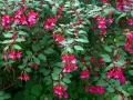 Krzew fuksji w pełnym rozkwicie, z mnóstwem różowo-fioletowych kwiatów zwisających jak małe dzwoneczki. To piękny widok, gdy hibiskus kwitnie latem.