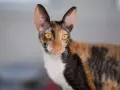 Czy Devon Rex uczula? Sprawdź, czy to kot dla alergików
