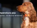 Jaka temperatura dla psa w domu? Sprawdź, by uniknąć dyskomfortu