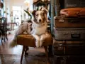 Ein Hund sitzt auf einem Hocker in einem gemütlichen hundecafe berlin, umgeben von alten Koffern.