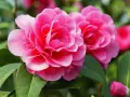 Zwei leuchtend pinke Kamelienblüten mit grünen Blättern. Ein schöner kamelie standort im Garten.