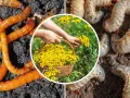 Pomarańczowe i białe larwy, szkodniki glebowe, które mogą wymagać oprysku na drutowce. W koszyku żółte kwiaty.
