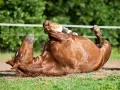 Un cheval roux se roule sur le dos, pattes en l'air. Il semble souffrir de colique.