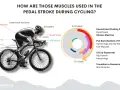 Diagram showing what muscles bike riding works: glutes, hamstrings, calves, shin, lower back, core, shoulders, arms, hip flexors, and quadriceps.