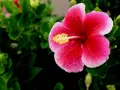 Piękny, różowy hibiskus domowy z żółtym środkiem, ozdobiony kroplami rosy, otoczony zielonymi liśćmi.
