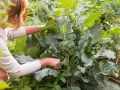 Frau erntet frischen Brokkoli im Garten. Die grünen Röschen sind bereit für die Küche.