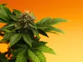 Planta de cannabis con cogollos y hojas verdes, mostrando la fuente natural de cannabinoides en el cuerpo.