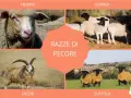 Un collage mostra diverse razze di pecore: Merino, Dorper, Jacob e Suffolk.