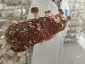 Une main tient un tronc de champignon adaptogène en pleine croissance, prêt à être récolté dans une ferme spécialisée.