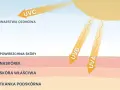 Promienie UV, co to? UVC odbija się od warstwy ozonowej, UVA i UVB docierają do skóry, naskórka i głębiej.