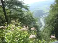 Kwiaty i motyl na tle malowniczego widoku na Dunajec i miasteczko, z widocznymi Trzema Koronami ze Szczawnicy w oddali.