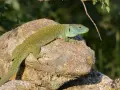 Lagarto ocelado, de piel verde y escamas amarillas, descansa sobre una roca.
