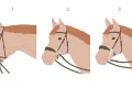 Drei Pferdeköpfe mit unterschiedlichen Zäumen. Bild 1 zeigt einen **Zaum ohne Gebiss**, Bild 2 einen Zaum mit Ringgebiss, Bild 3 einen Zaum mit einem Gebiss mit Zungenfreiheit.