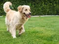 Złoty retriever na trawniku. Jak nauczyć psa, co zrobić żeby psy nie załatwiały się na trawniku, by trawnik pozostał piękny.