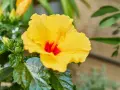 Ein leuchtend gelber Hibiskus mit rotem Zentrum, umgeben von grünen Blättern. Ein Zeichen dafür, dass es auch einen hibiskus winterhart gibt.
