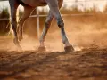 Les pattes d'un cheval blanc foulent le sol, soulevant un nuage de poussière dorée au coucher du soleil. Le sable s'effrite sous ses sabots.