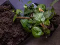 Förberedelser för att odla wasabi. Små plantor med gröna blad och jord i en bricka.